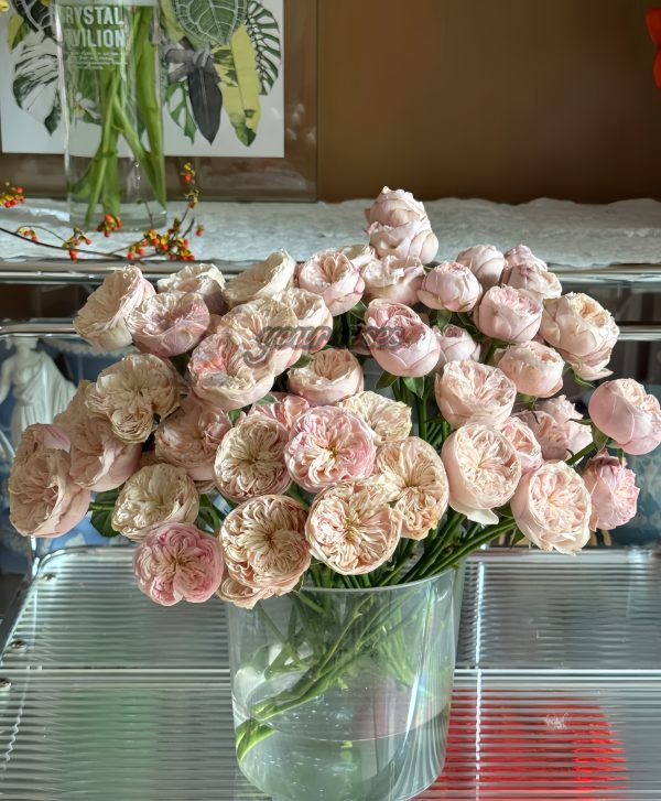 royal blush Rose plant丨Your roses