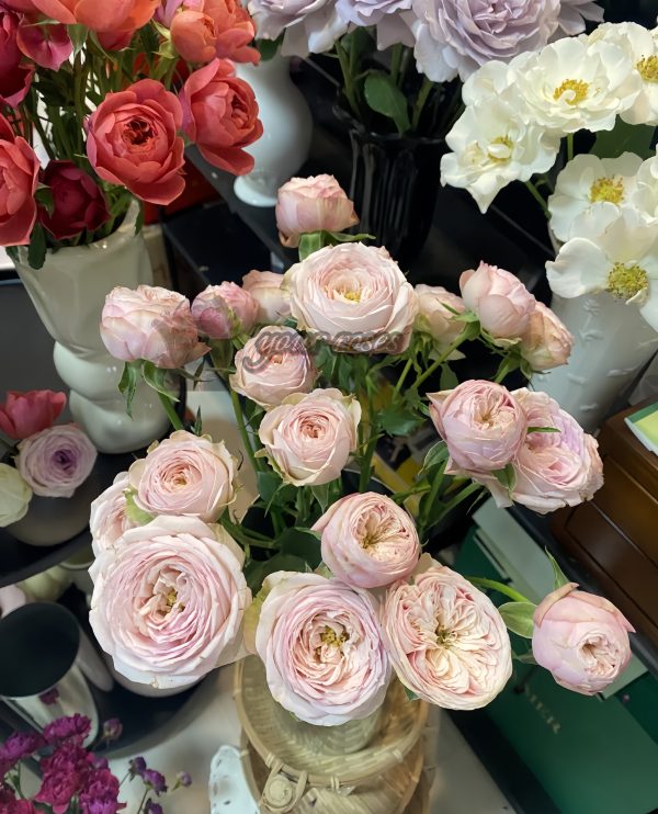 royal blush Rose丨Your roses