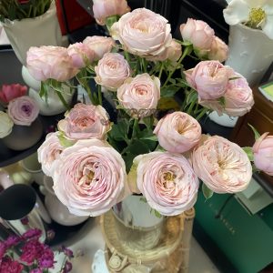 royal blush Rosefor sale丨Your roses