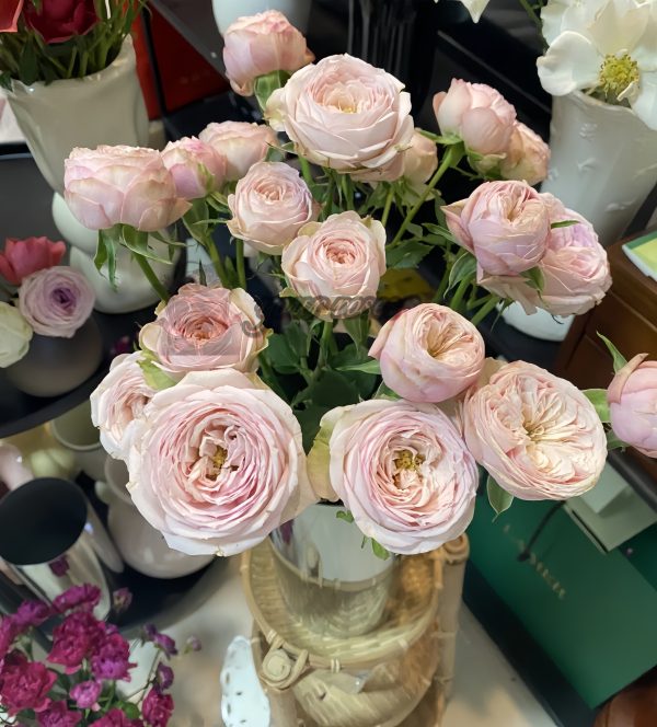 royal blush Rosefor sale丨Your roses
