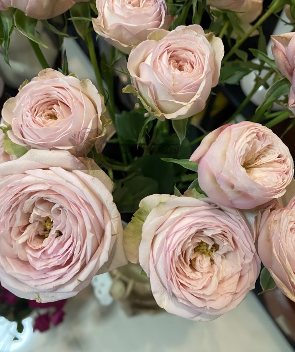 royal blush Rose丨Your roses