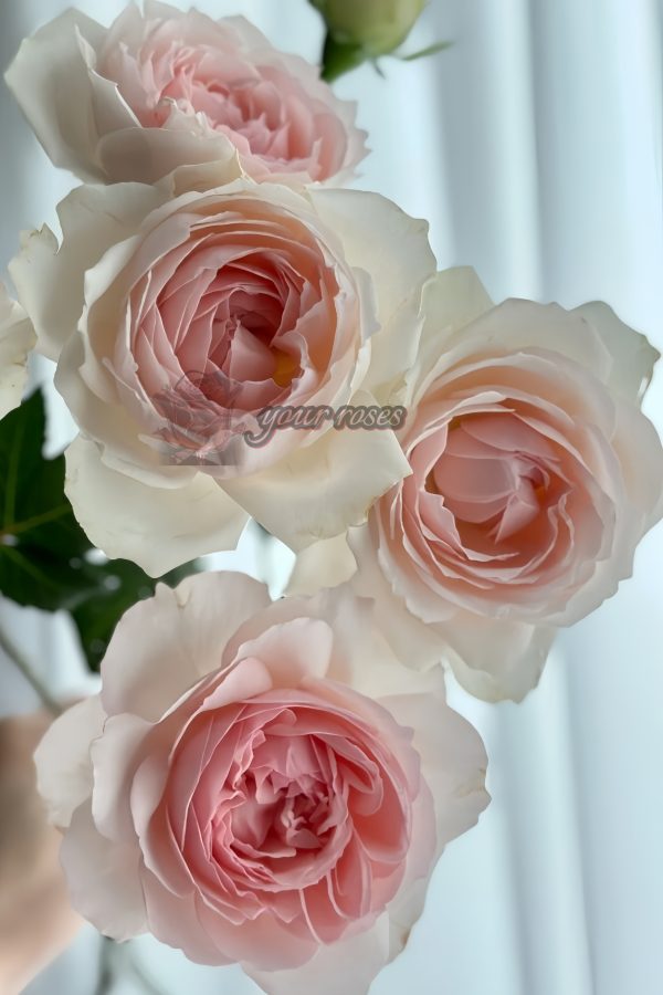senlitsu Rose丨Your roses