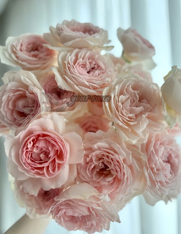senlitsu Rose for sale丨Your roses