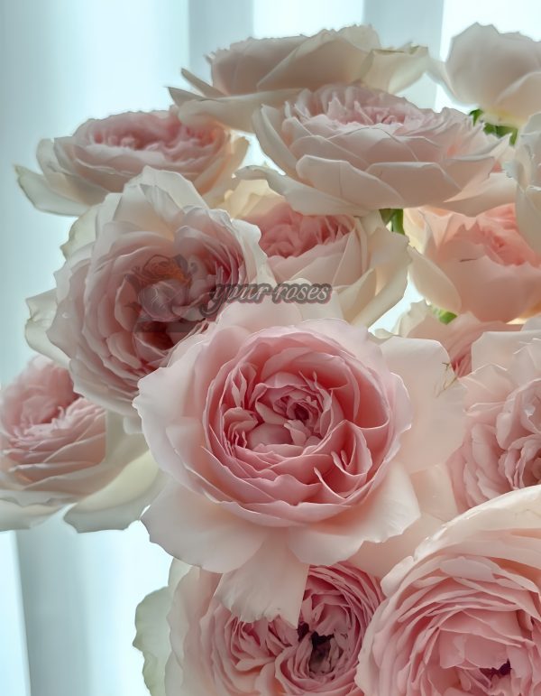 senlitsu Rose丨Your roses