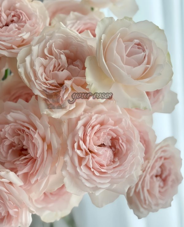 senlitsu Rose丨Your roses