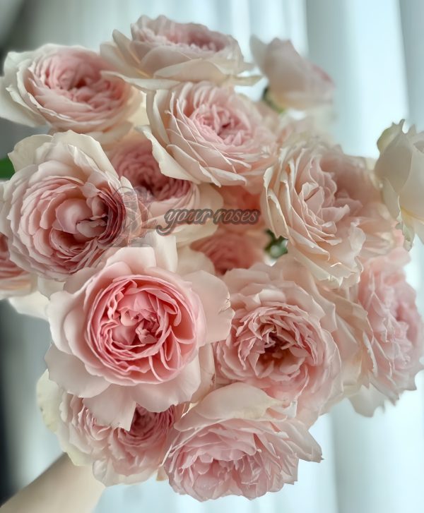 senlitsu Rose plant丨Your roses