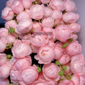 strawberry macaron Rose plant丨Your roses