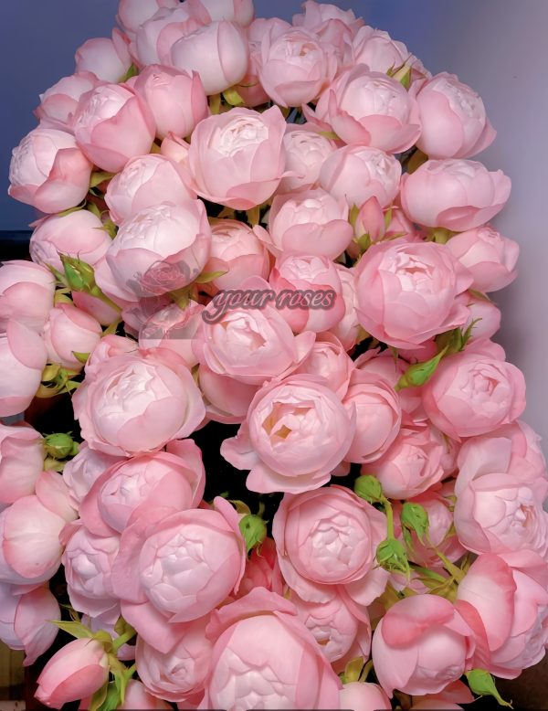strawberry macaron Rose plant丨Your roses