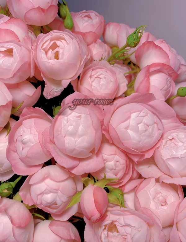 strawberry macaron Rose 丨Your roses