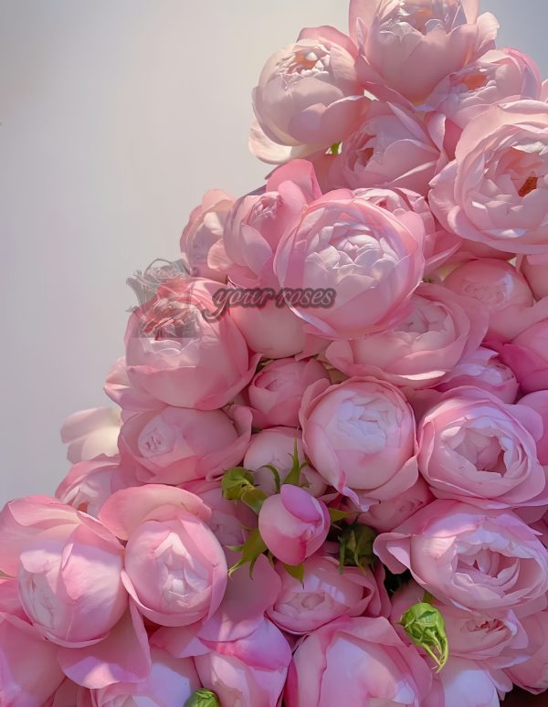 strawberry macaron Rose for sale丨Your roses