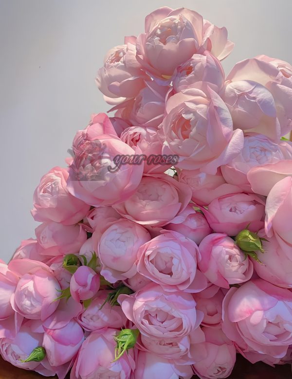 strawberry macaron Rose 丨Your roses