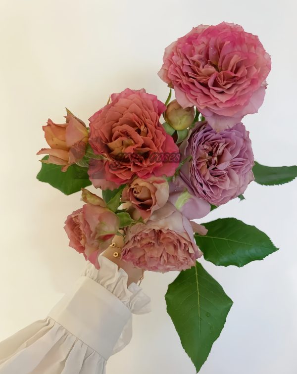 the nature Rose丨Your roses