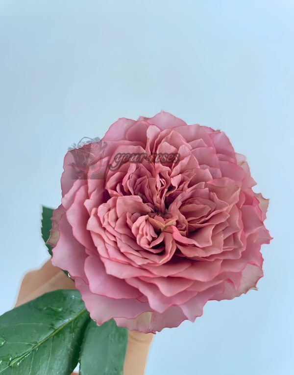 the nature Rose plant丨Your roses