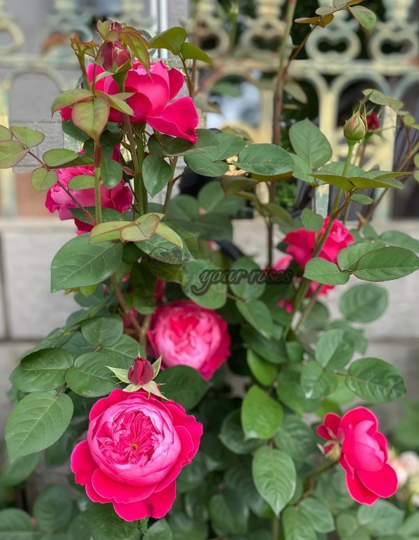 Accademia Rose丨Your roses
