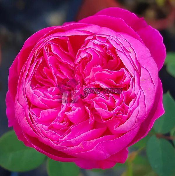 Accademia Rose for sale丨Your roses