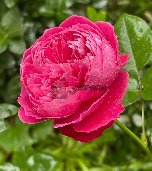 Accademia Rose丨Your roses