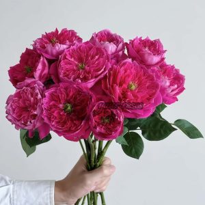 Accademia Rose plant丨Your roses
