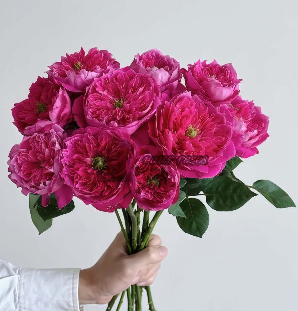 Accademia Rose plant丨Your roses