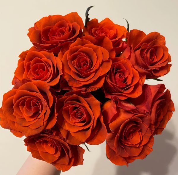 Amaretto Rose丨Your roses