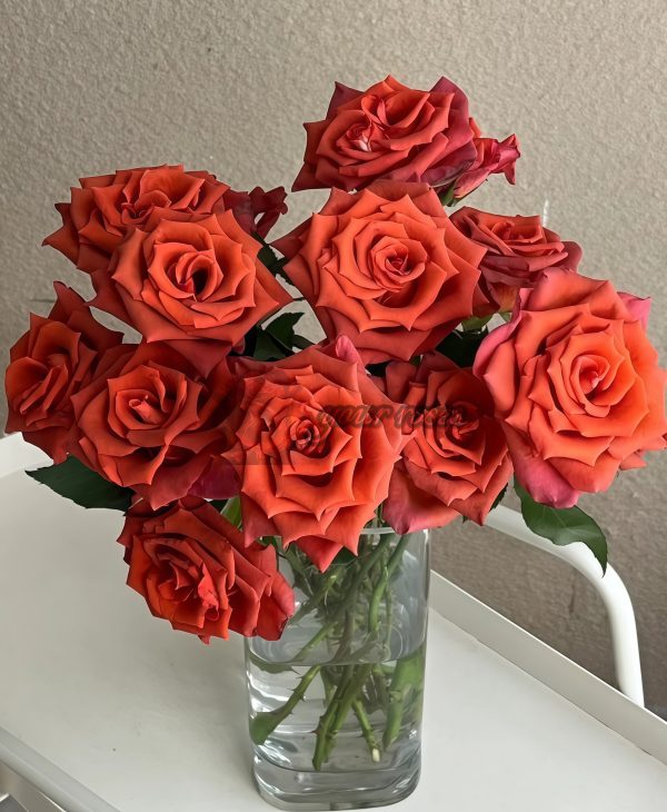 Amaretto Rose for sale丨Your roses