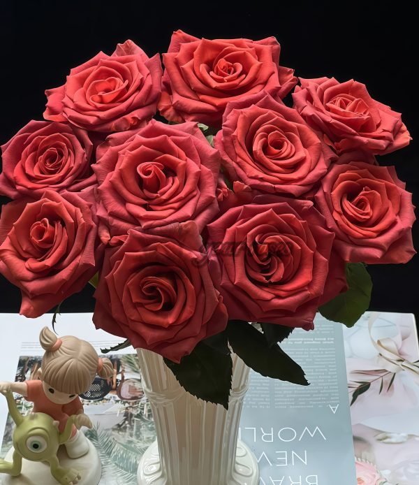 Amaretto Rose丨Your roses