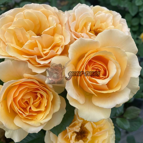 Amber Queen Rose for sale丨Your roses