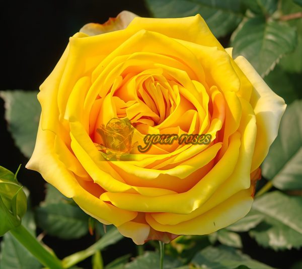 Amber Queen Rose plant丨Your roses
