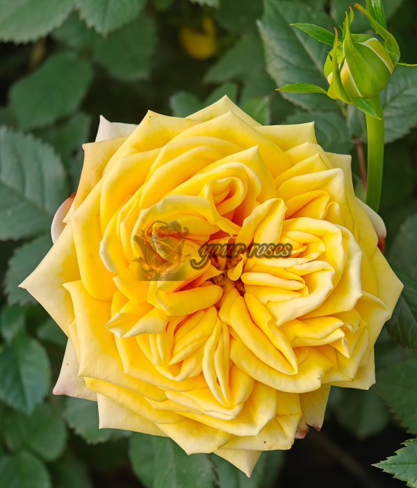 Amber Queen Rose丨Your roses