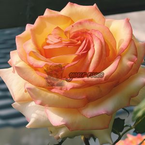 Ambiance Rose plant丨Your roses