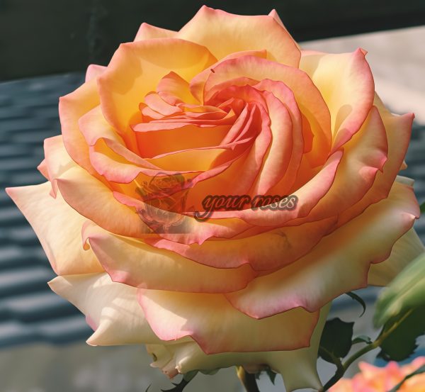 Ambiance Rose plant丨Your roses