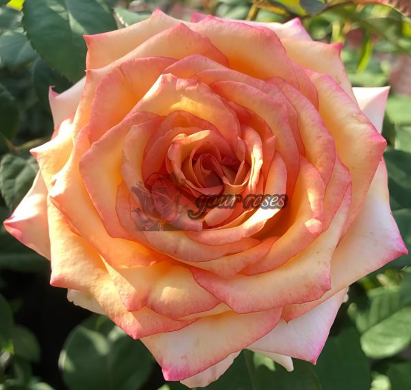Ambiance Rose丨Your roses