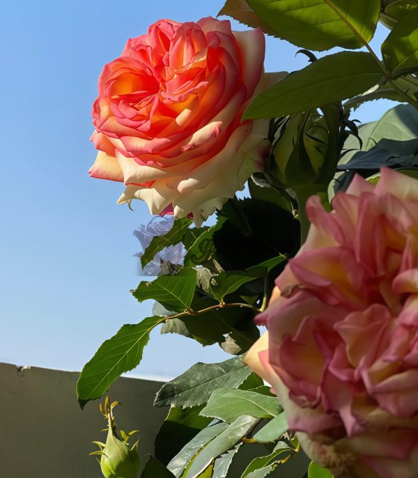 Ambiance Rose for sale丨Your roses