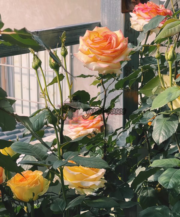 Ambiance Rose丨Your roses