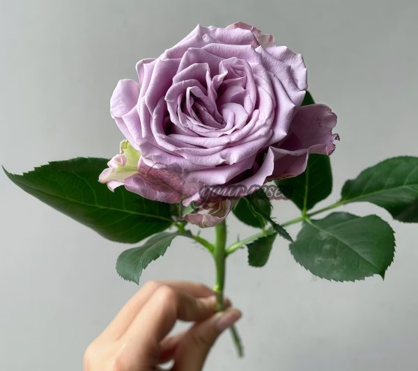 Amethyst Rose plant丨Your roses
