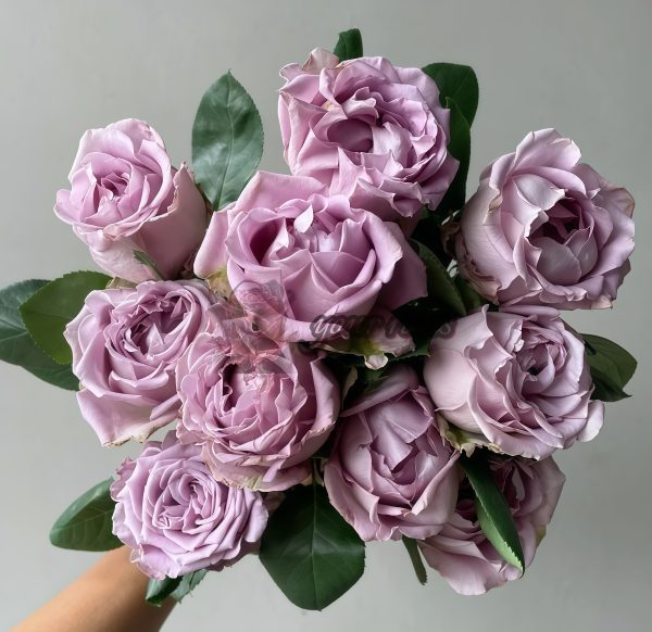 Amethyst Rose丨Your roses