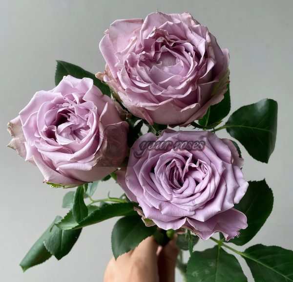 Amethyst Rose for sale丨Your roses