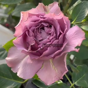Amethyst Rose丨Your roses