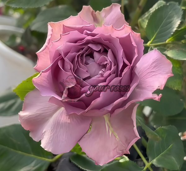 Amethyst Rose丨Your roses