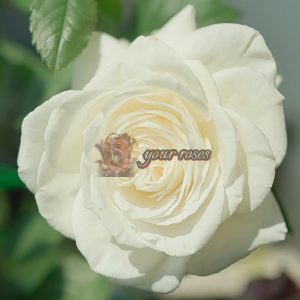 Annapurna Rose for sale丨Your roses
