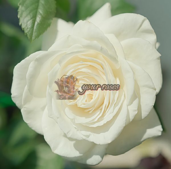 Annapurna Rose for sale丨Your roses