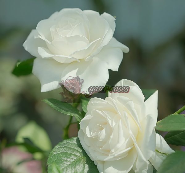 Annapurna Rose丨Your roses