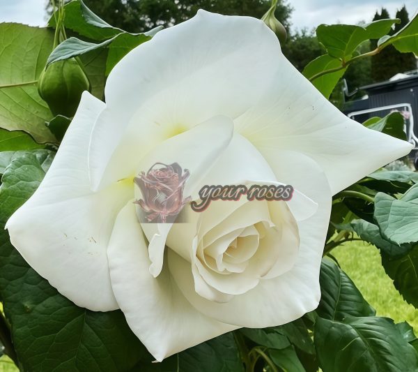 Annapurna Rose plant丨Your roses