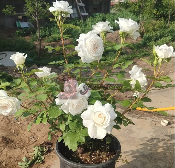 Annapurna Rose丨Your roses