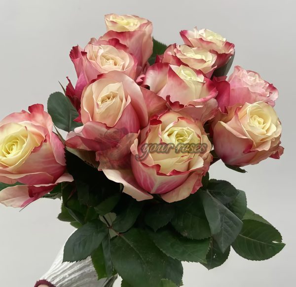 Aubade Rose丨Your roses