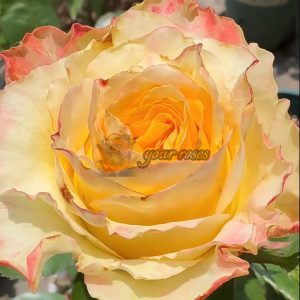 Aubade Rose plant丨Your roses