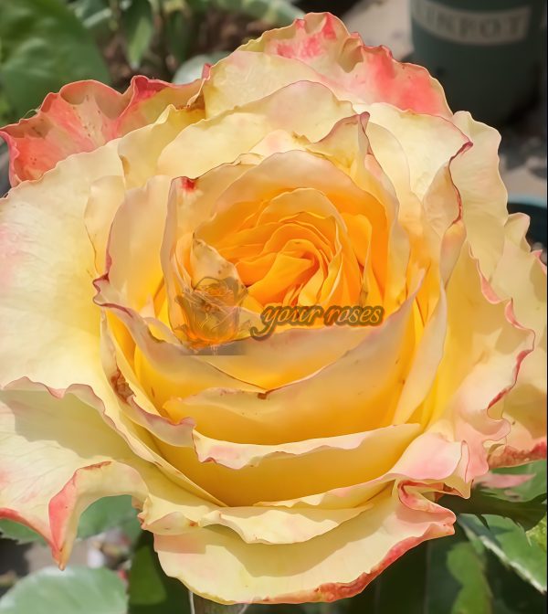 Aubade Rose plant丨Your roses