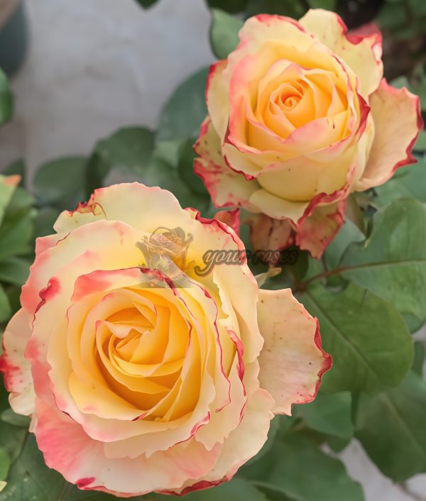 Aubade Rose丨Your roses