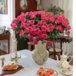 Baby Sophie Rose plant丨Your roses
