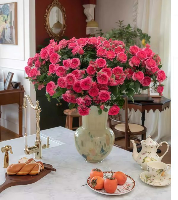 Baby Sophie Rose plant丨Your roses