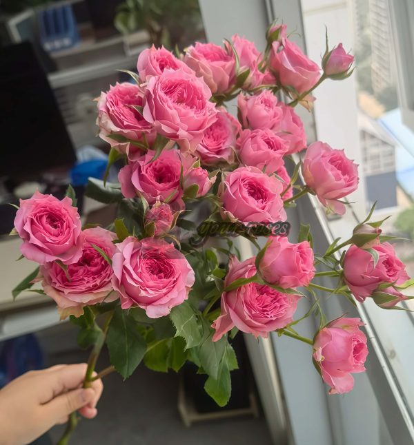 Baby Sophie Rose丨Your roses